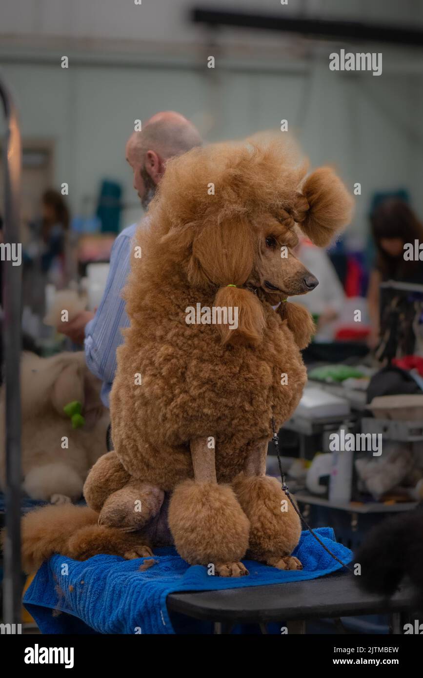 Standard Poodle at s dog show Stock Photo Alamy