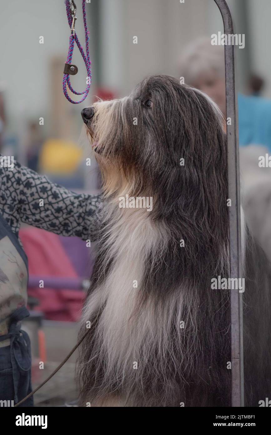 dog at dog show Stock Photo