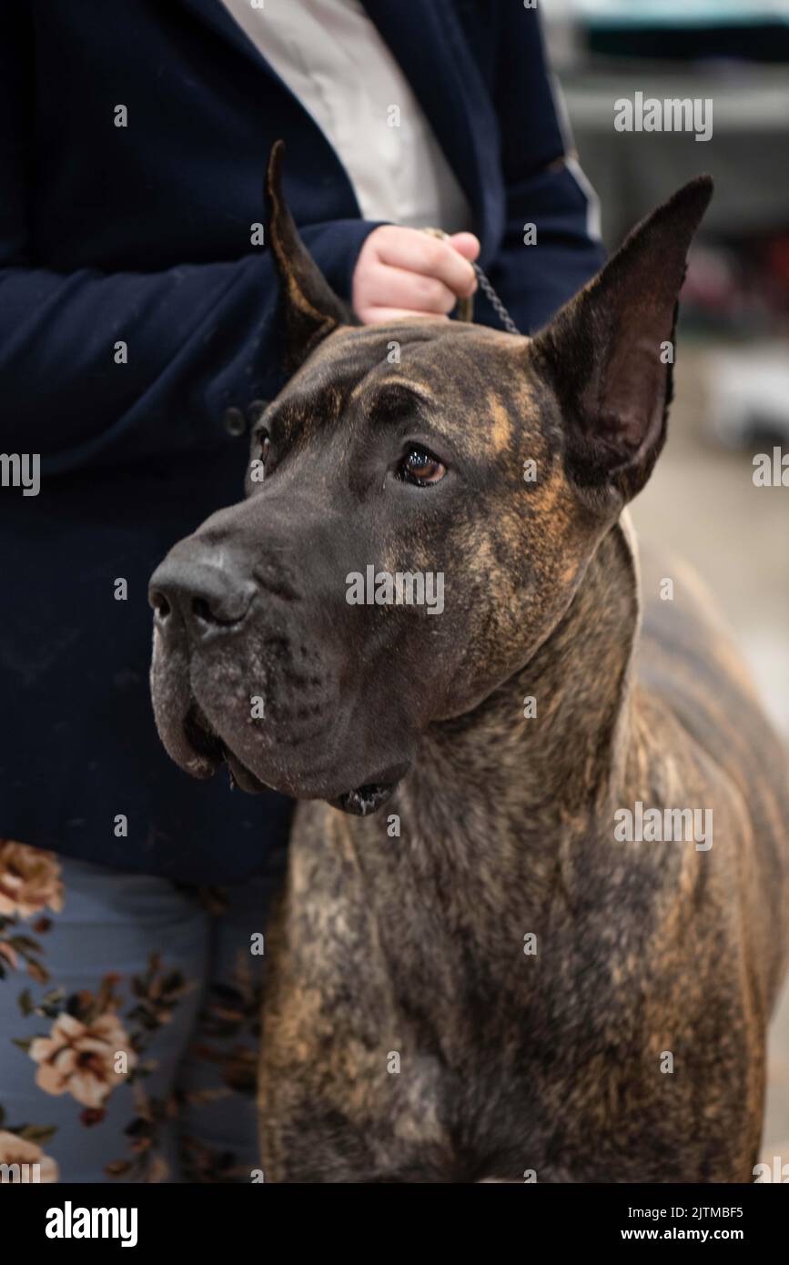 Great Dane at a dog show Stock Photo