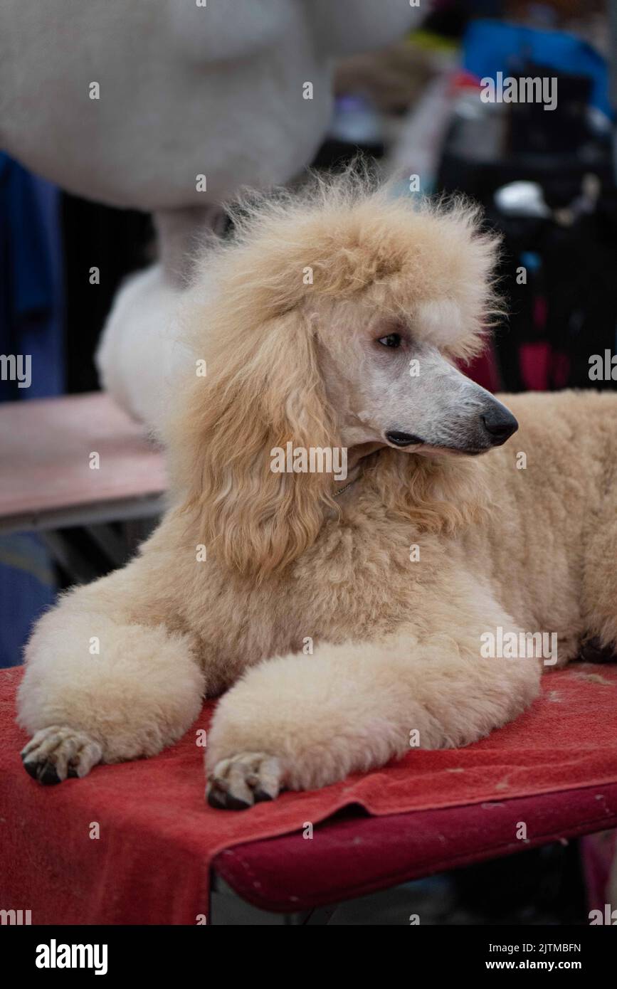 Standard Poodle at dog show Stock Photo