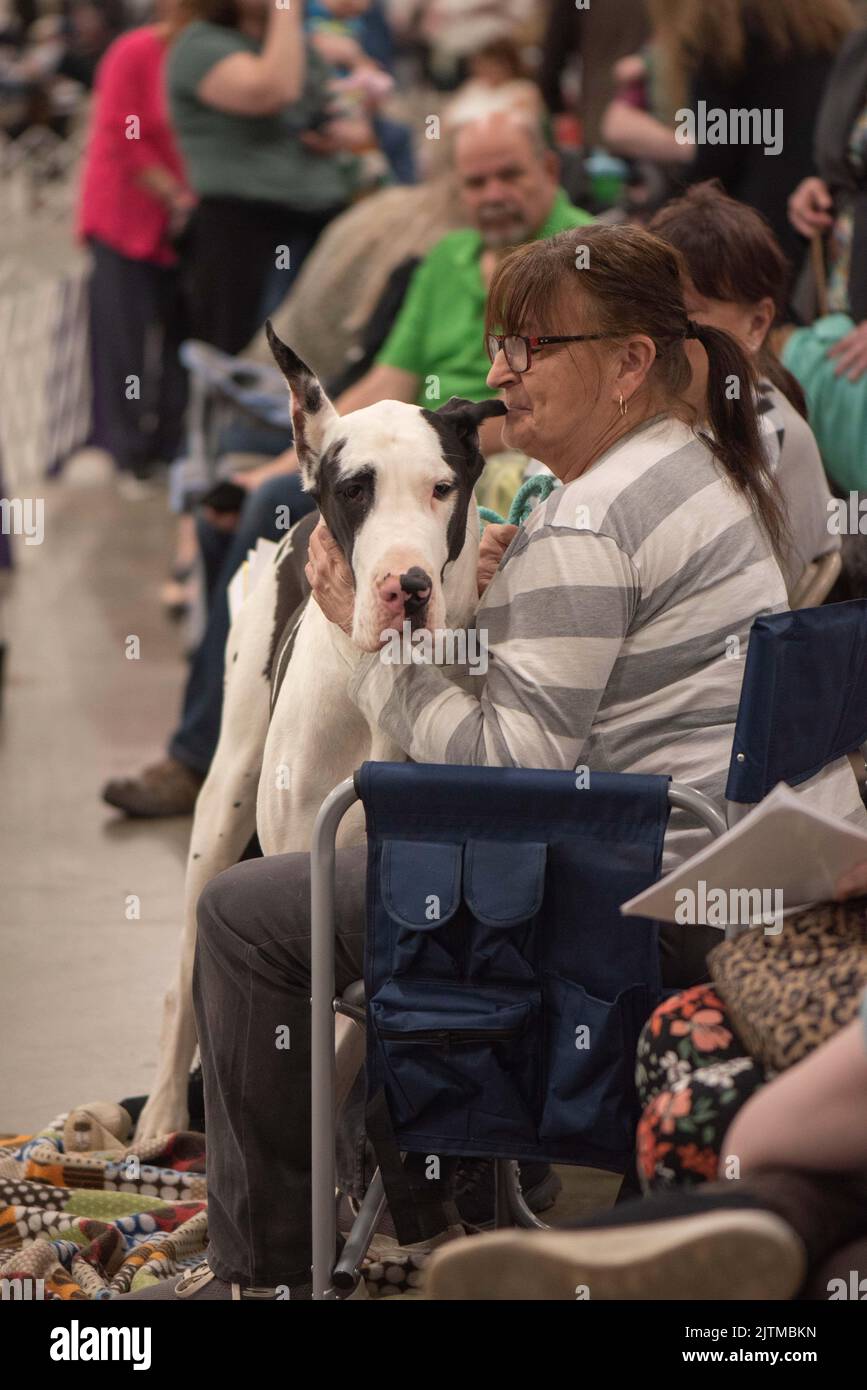 Great Dane at dog show with handler Stock Photo