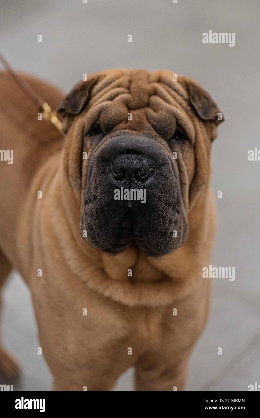 Shar-pei at a dog show Stock Photo - Alamy