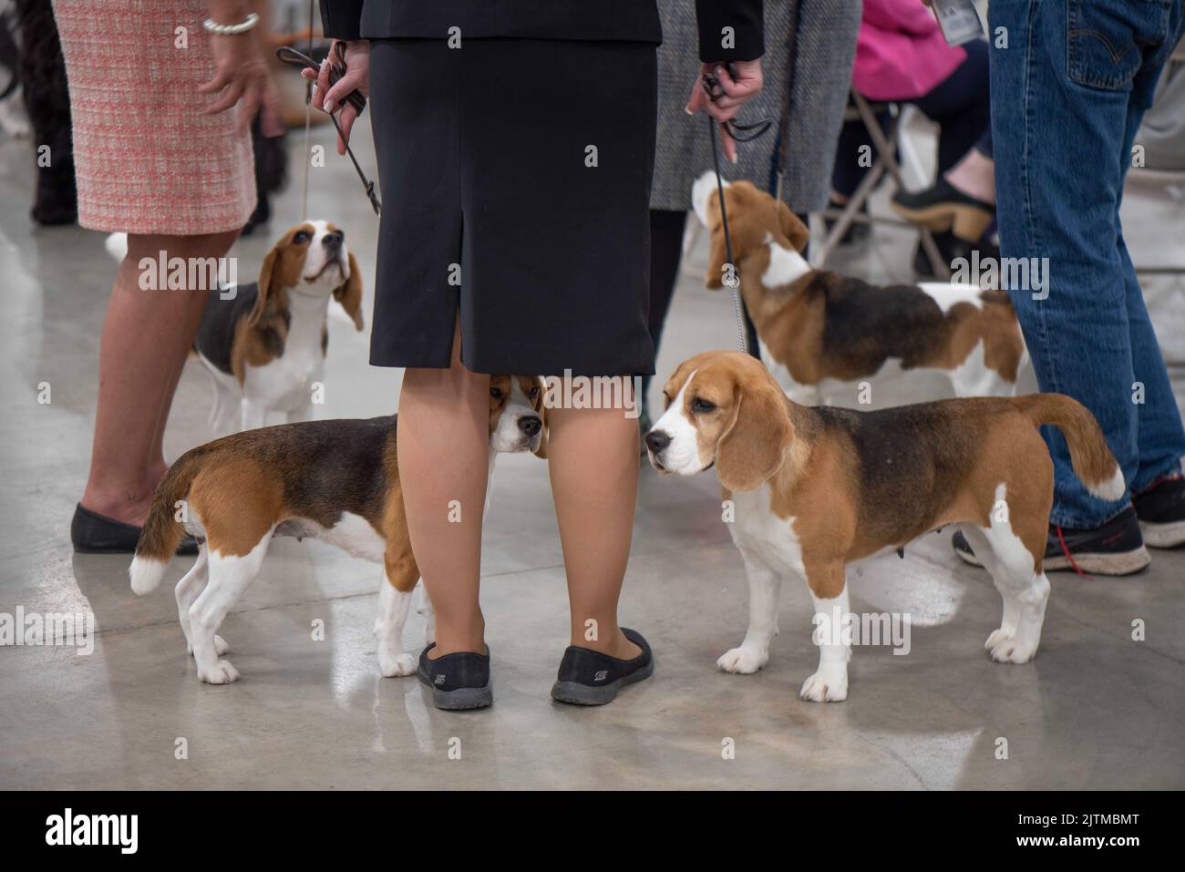 Beagles at dog show hi-res stock photography and images - Alamy