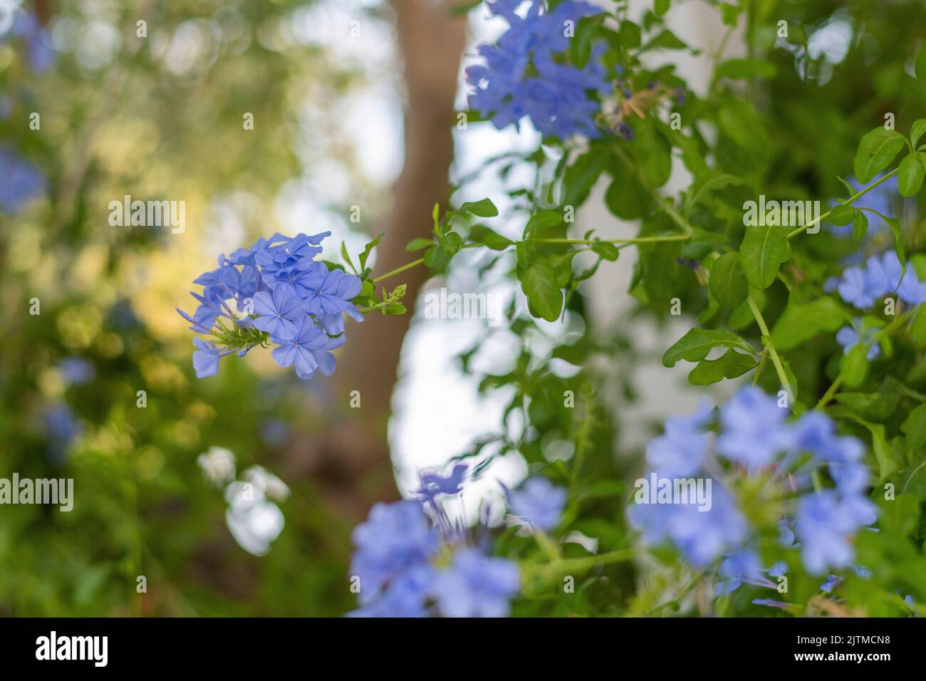 Plumbago Auriculata, flower, italy Stock Photo