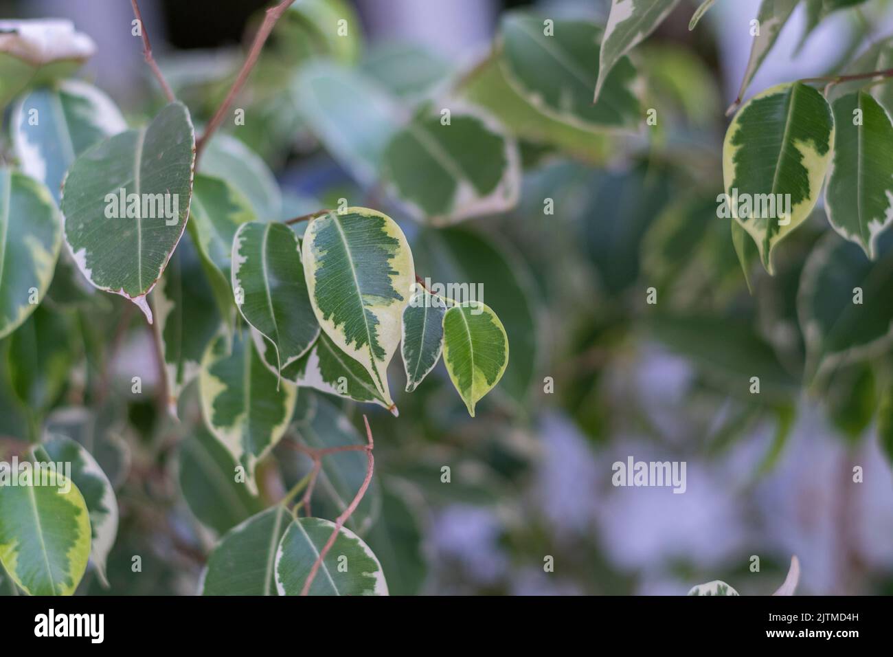 Ficus benjamina variegata Stock Photo