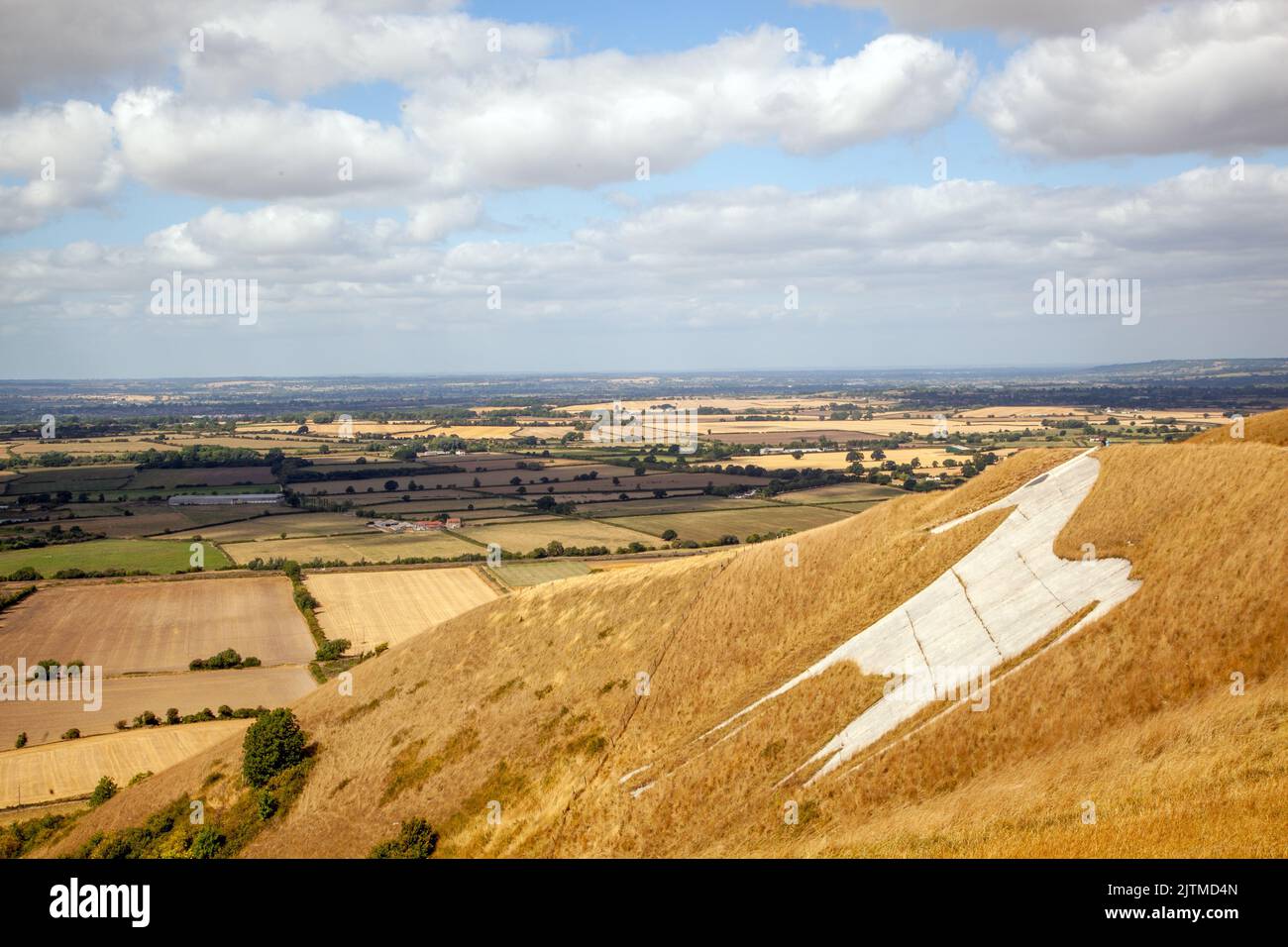 Westbury White Horse on the escarpment of Salisbury Plain it is the oldest of several white horses carved in Wiltshire seen during the heatwave drought Stock Photo