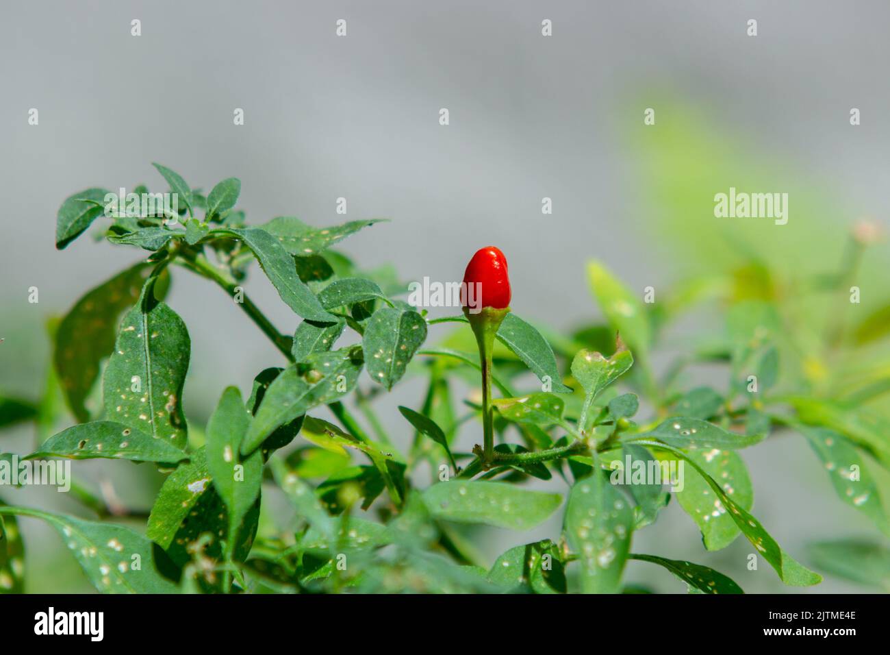 isolated red cumari pepper with leaves around in Rio de Janeiro Brazil