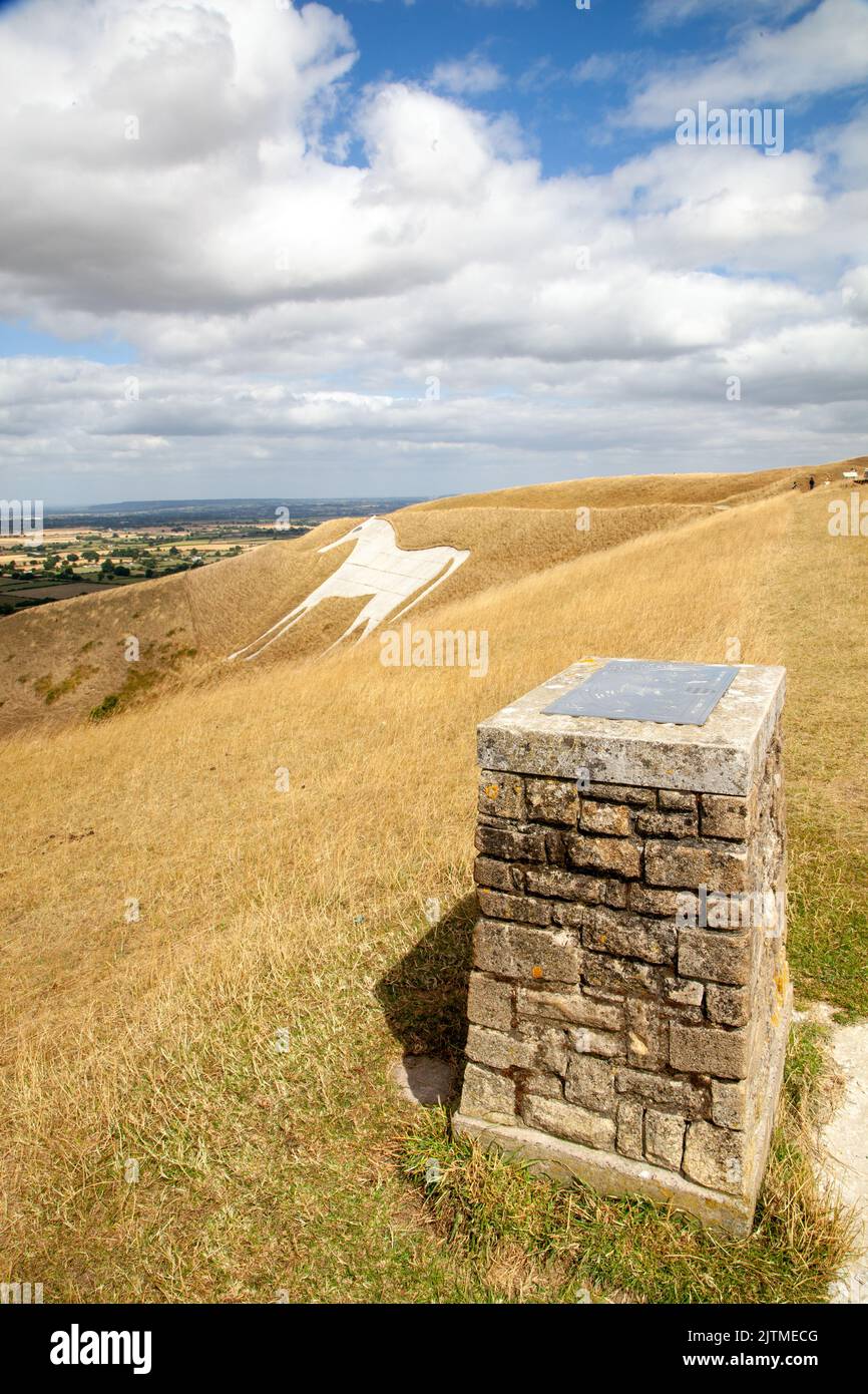 Westbury White Horse on the escarpment of Salisbury Plain it is the oldest of several white horses carved in Wiltshire seen during the heatwave drought Stock Photo