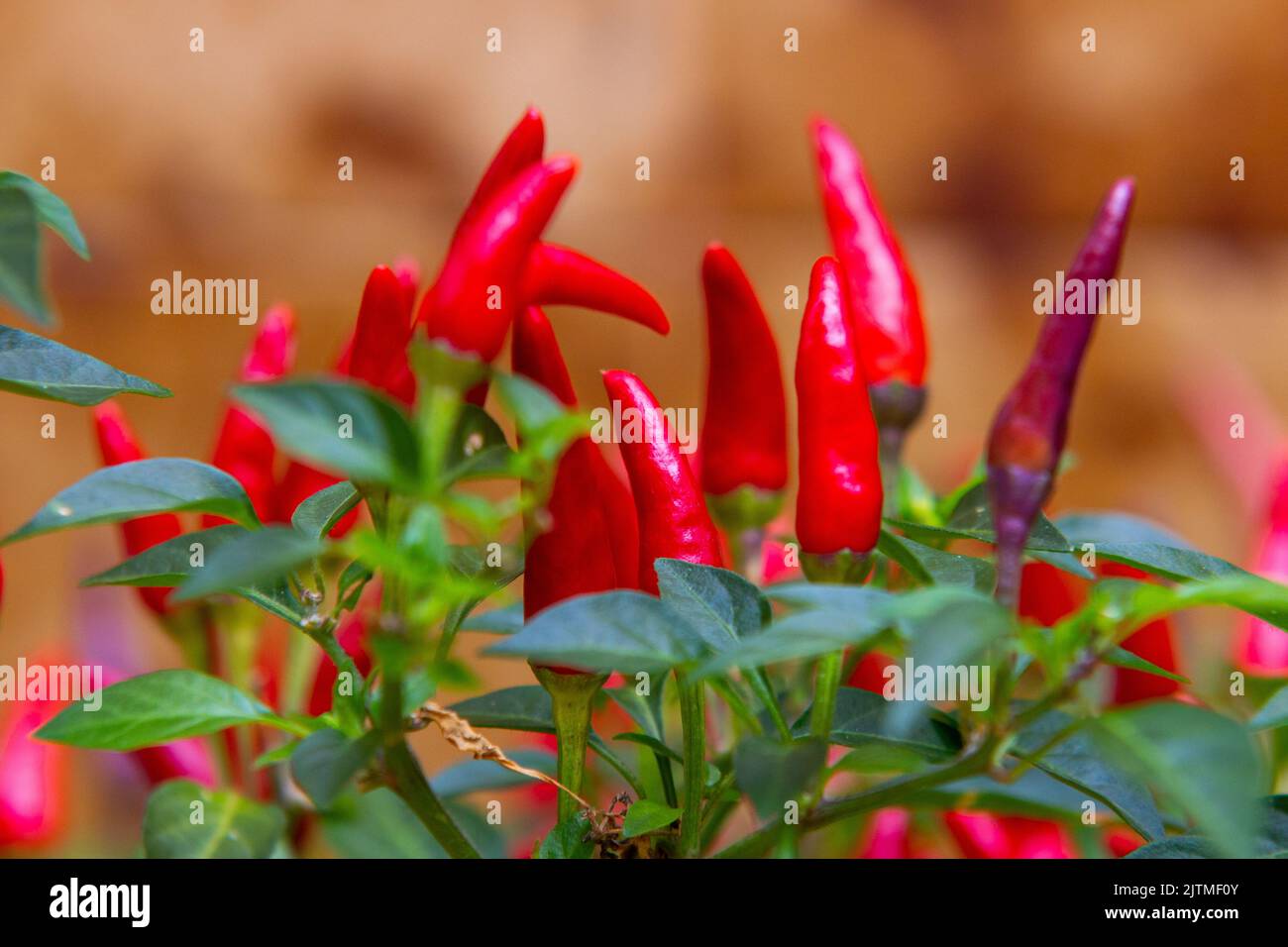 red cayenne pepper with green leaves around in Rio de Janeiro in Rio de