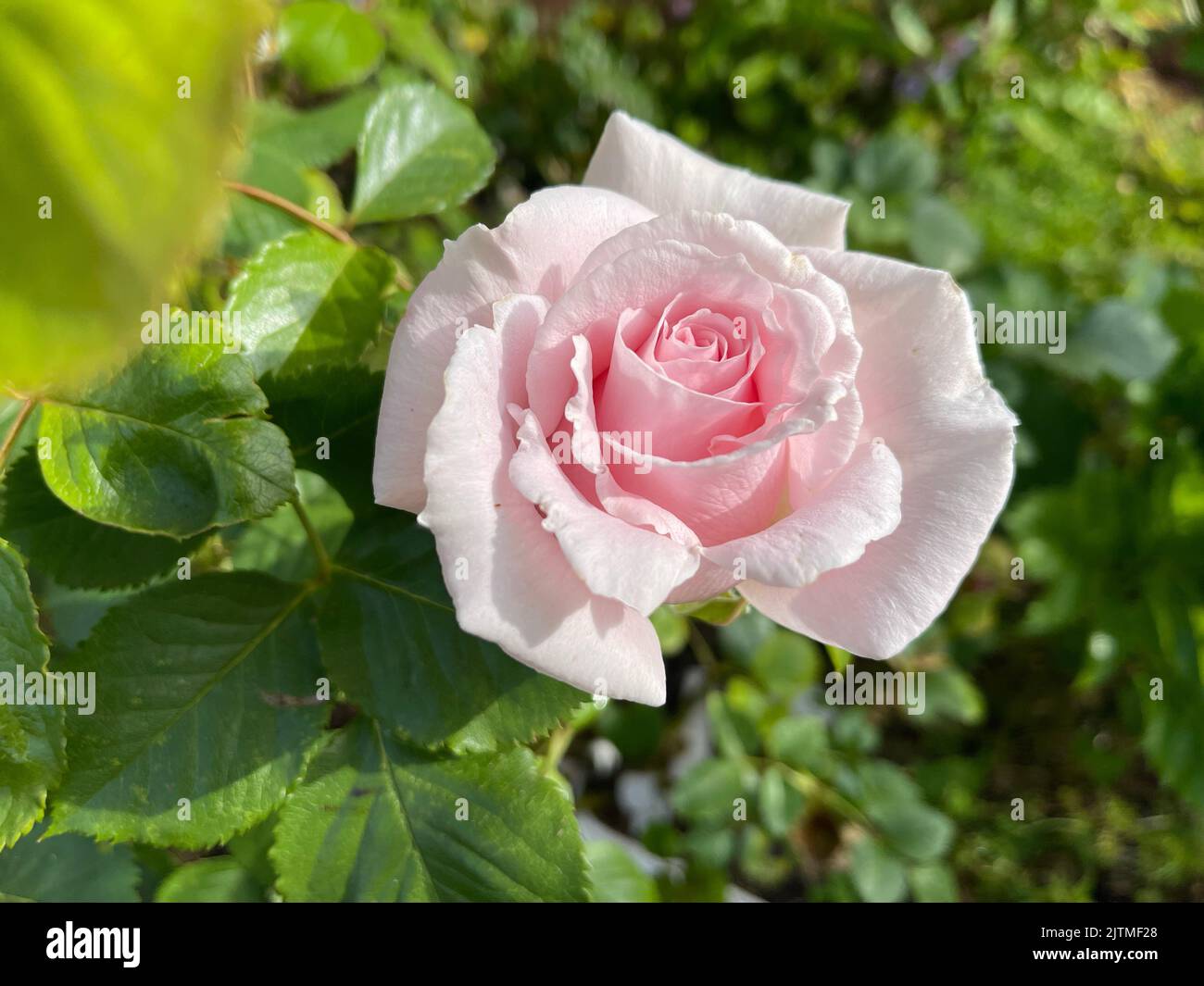A beautiful pink rose flower in a garden Stock Photo - Alamy
