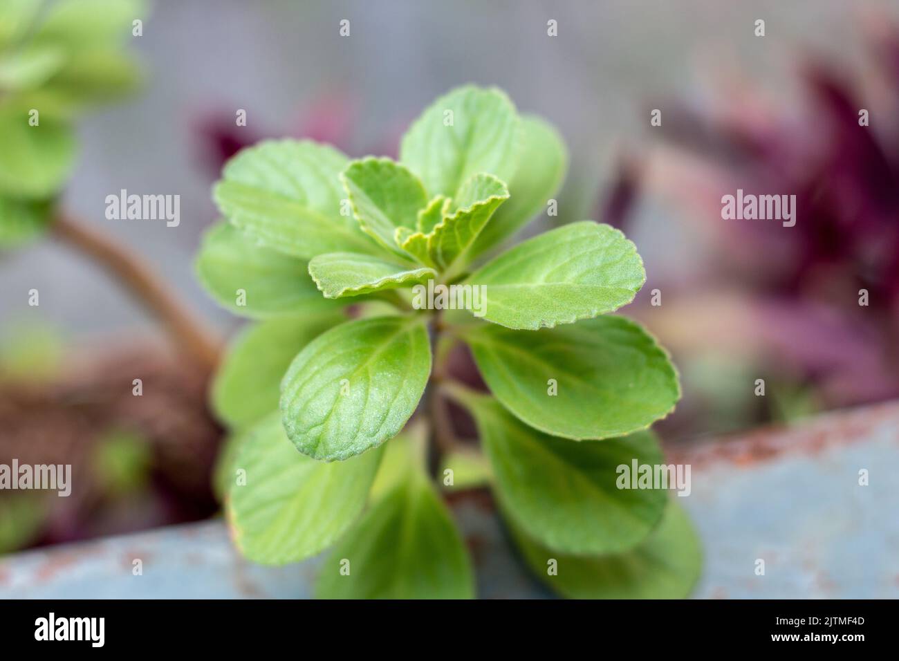 plant known as boldo, widely used for tea, in Brazil. Stock Photo