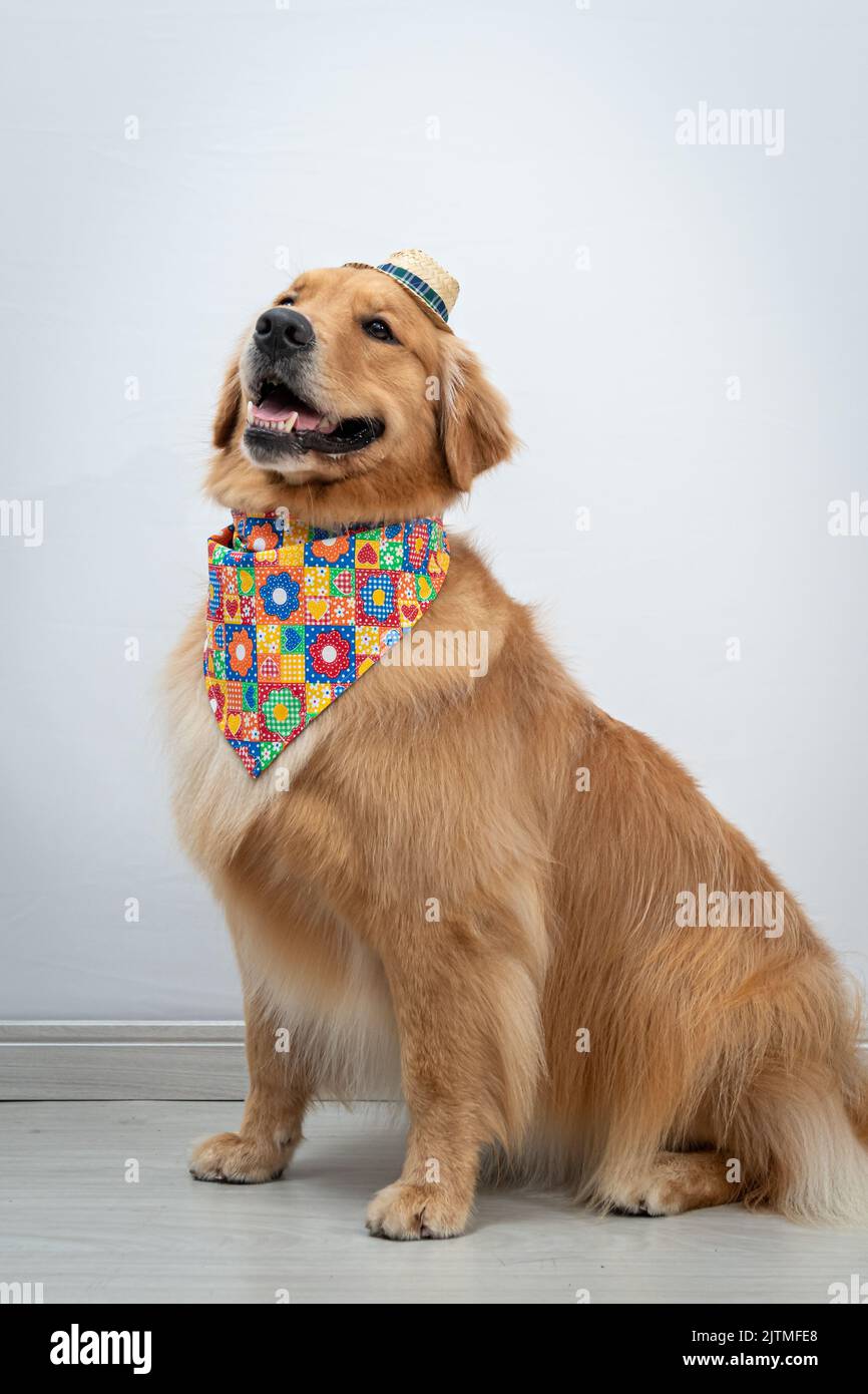 A golden retriever wearing bandana and small straw hat Stock Photo Alamy