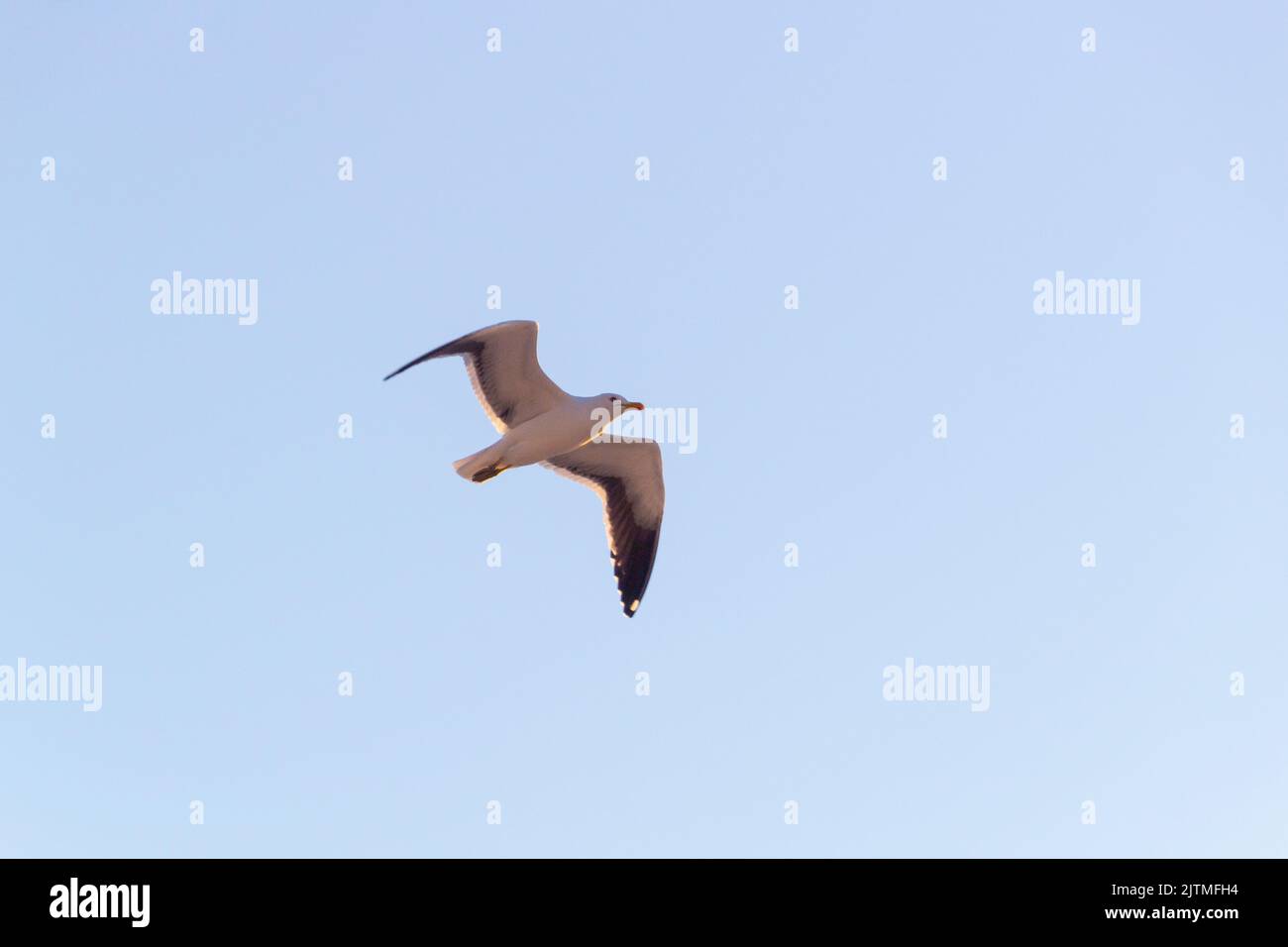 Silver gull flying with a blue sky in the background in Rio de Janeiro Brazil. Stock Photo