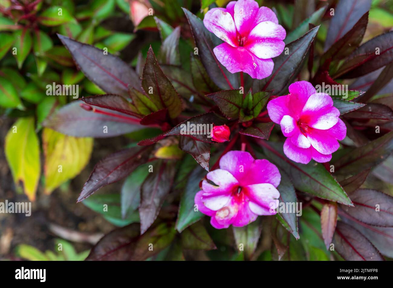 Impatiens hawkeri flowers plant. New Guinea impatiens or Impatiens