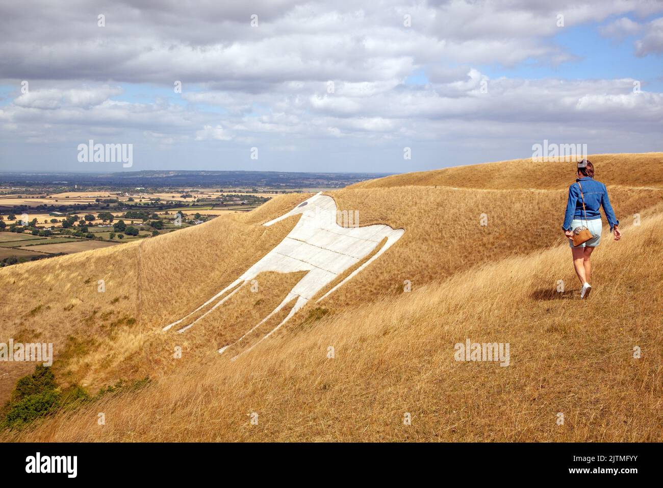 Westbury White Horse on the escarpment of Salisbury Plain it is the oldest of several white horses carved in Wiltshire seen during the heatwave drought Stock Photo