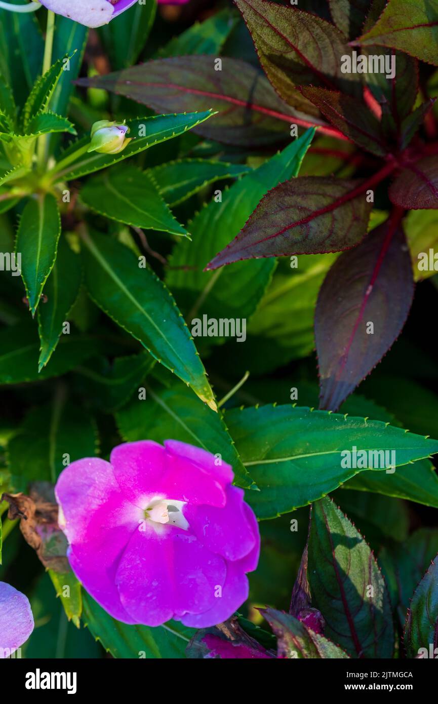 Impatiens hawkeri flowers plant. New Guinea impatiens or Impatiens