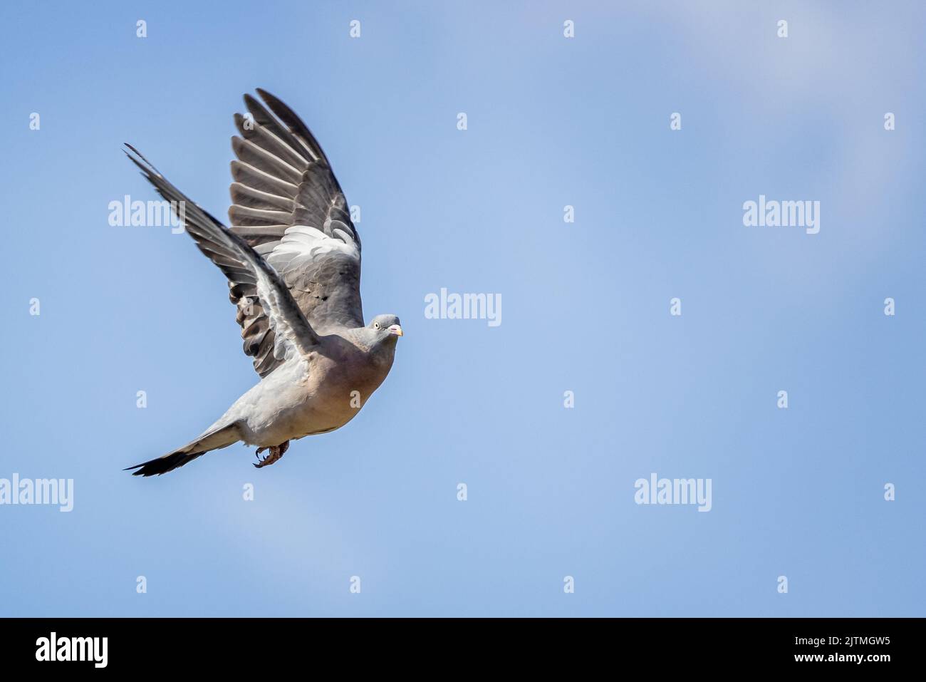 Close up of a pigeon in flight having just taken off Stock Photo