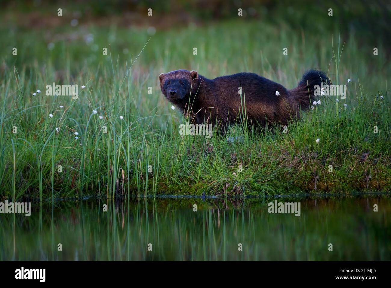 The wolverine, Gulo gulo, also referred to as the glutton, carcajou, or ...
