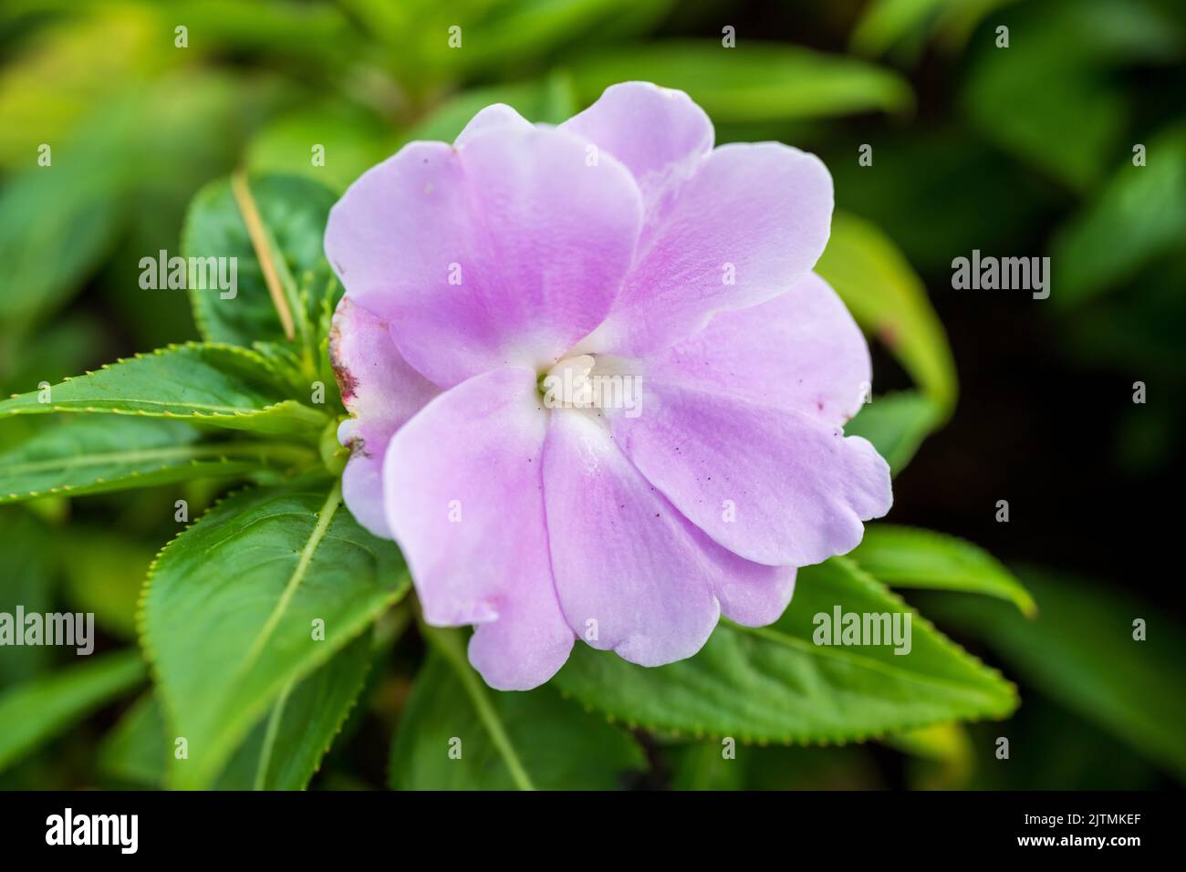 Impatiens hawkeri flowers plant. New Guinea impatiens or Impatiens