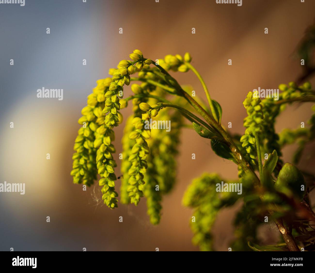 Closeup of Chiastophyllum oppositifolium with yellow trailing flowers growing in garden on blurred background Stock Photo