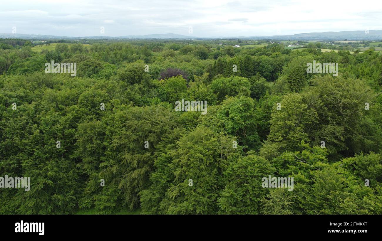 An aerial view of dense green trees in Ireland Stock Photo - Alamy