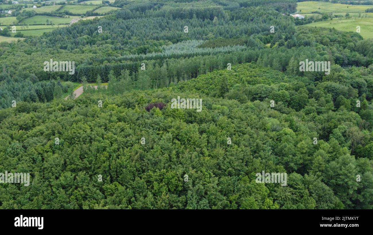 An aerial view of dense green trees in Ireland Stock Photo - Alamy