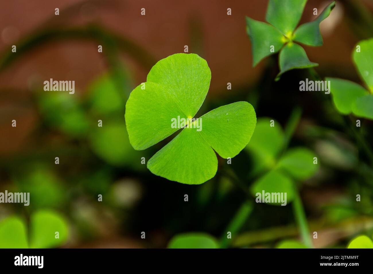 green plant known as four-leaf clover, widely used as a lucky charm in Brazil. Stock Photo