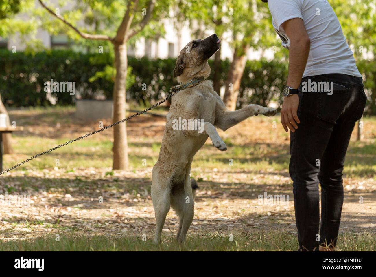 A dog - loving human being. Stock Photo