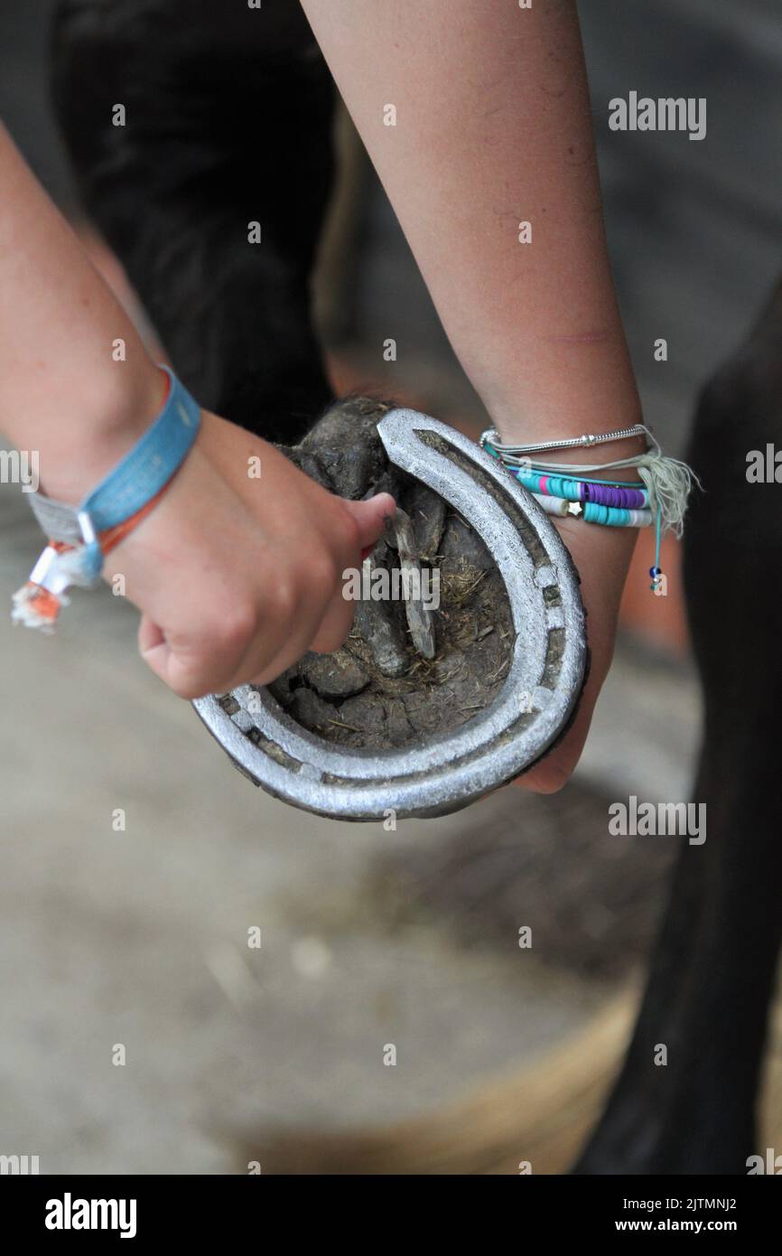 Picking out horses feet with a hoof pick, removing dirt and muck