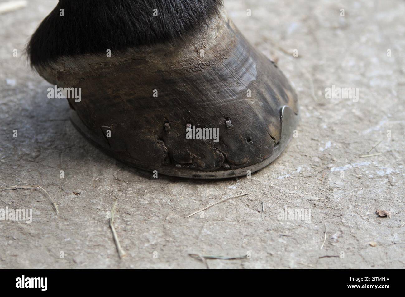 Close up of horses cracked hoof. Horse wearing metal horseshoes