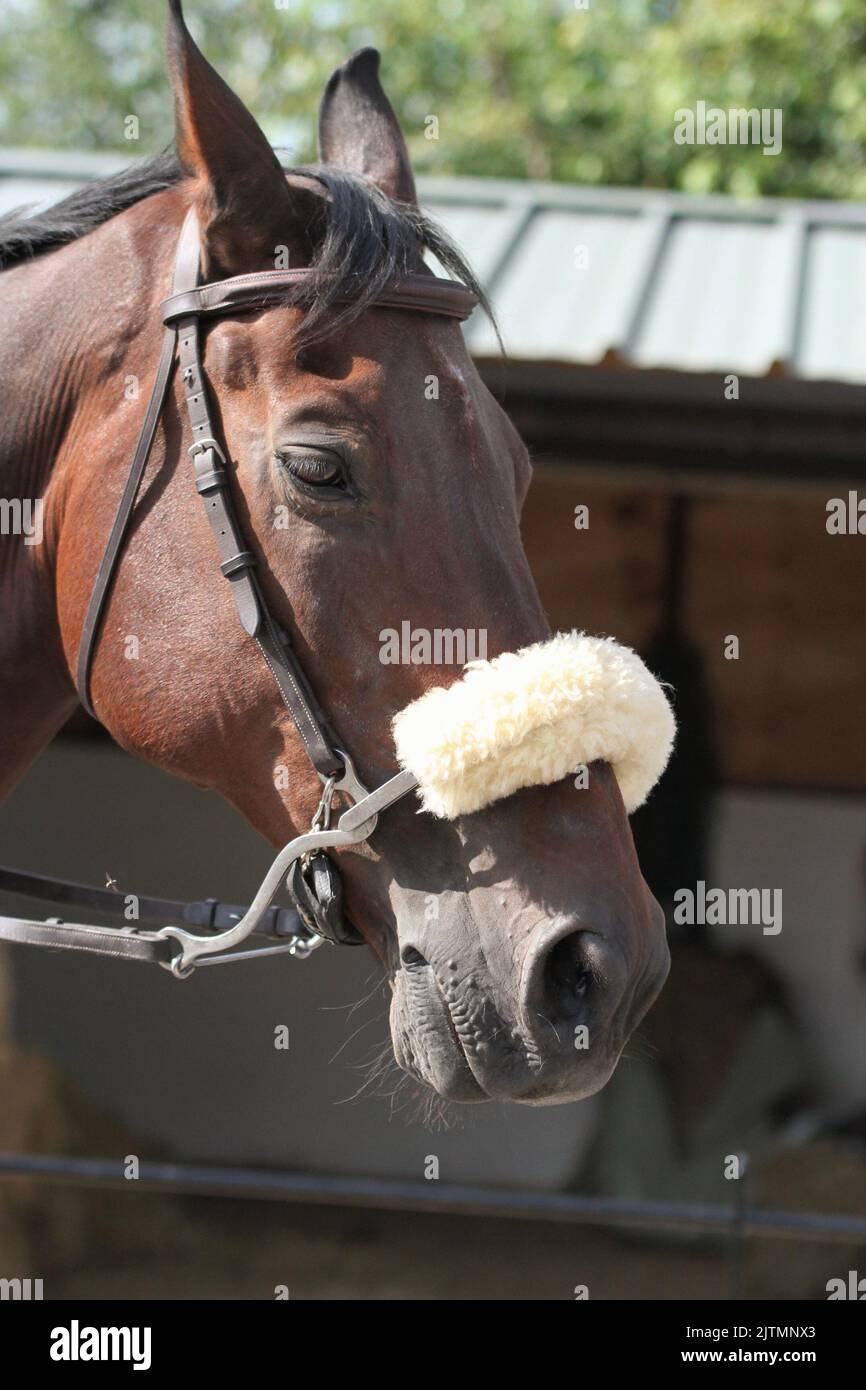 Horse wearing new hackamore bosal, bit less tack alternative to traditional  bridle or halter, silver and ivory trim Stock Photo - Alamy