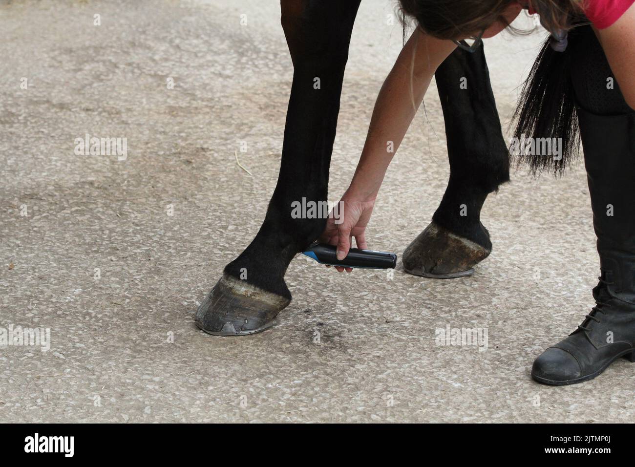 Horse having feather trimmed with little clippers ready for equestrian