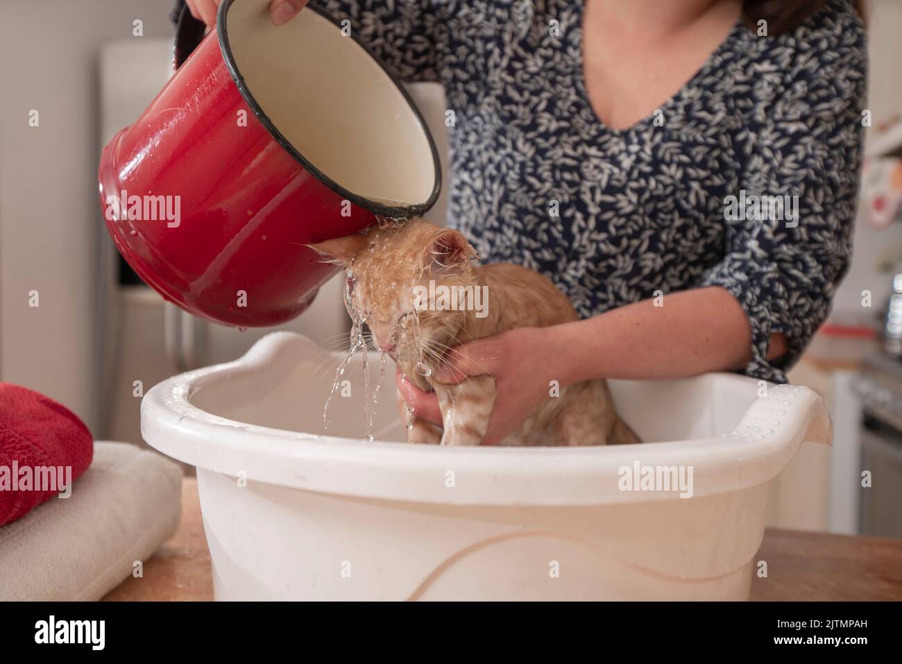 Close-up of a young woman bathing her little light brown baby kitten inside a white plastic face washer, her owner wets her with a red pot full of wat Stock Photo