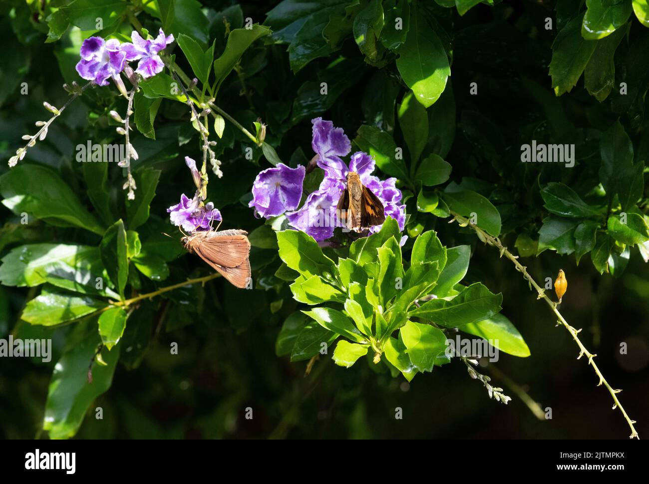 Two Butterflies on flowers in Sydney, NSW, Australia (Photo by Tara