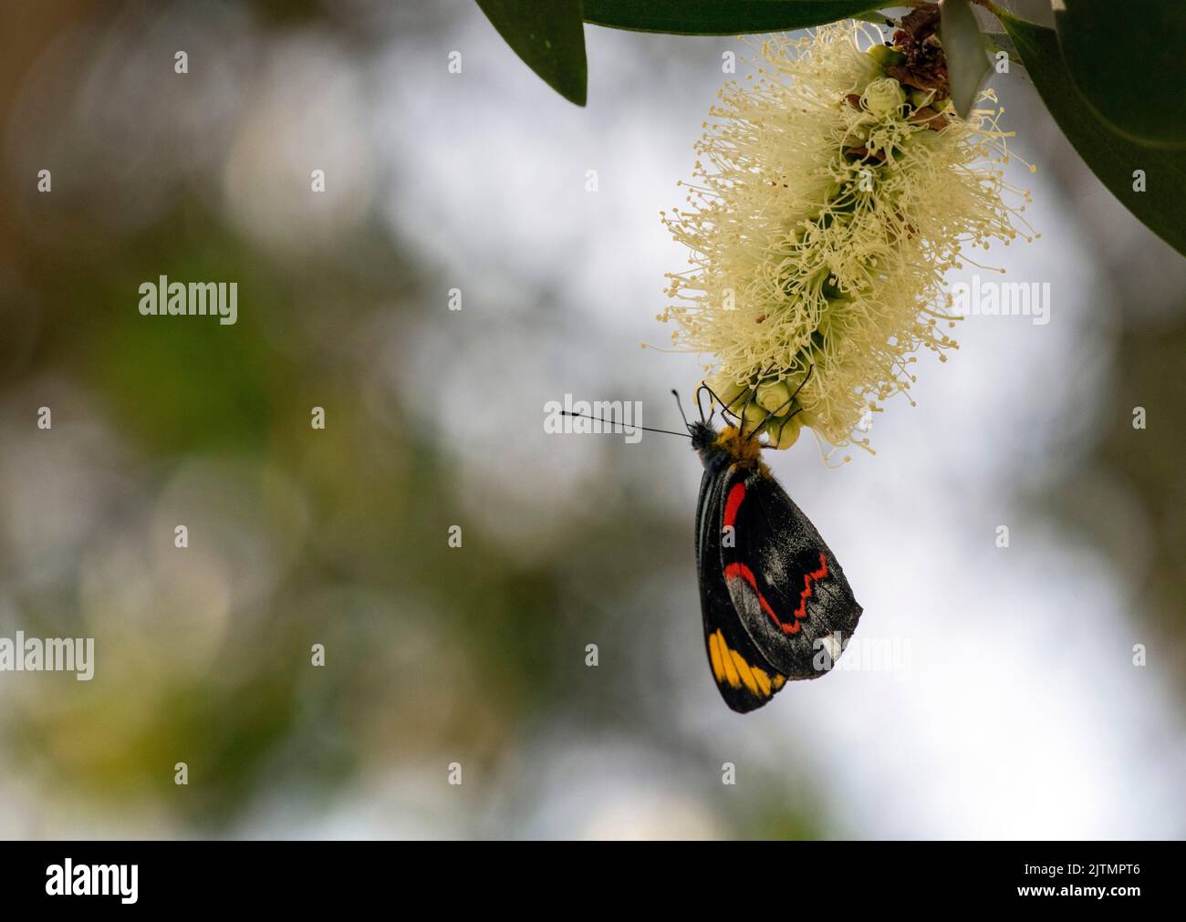 A Butterfly on a flower in Sydney, NSW, Australia (Photo by Tara Chand Malhotra Stock Photo Alamy
