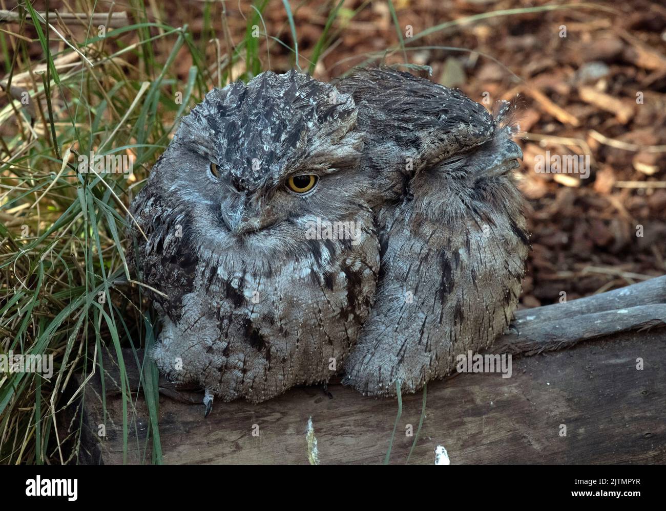 A pair of Tawny Frogmouth (Podargus Strigoides) in Sydney, NSW, Australia (Photo by Tara Chand Malhotra) Stock Photo