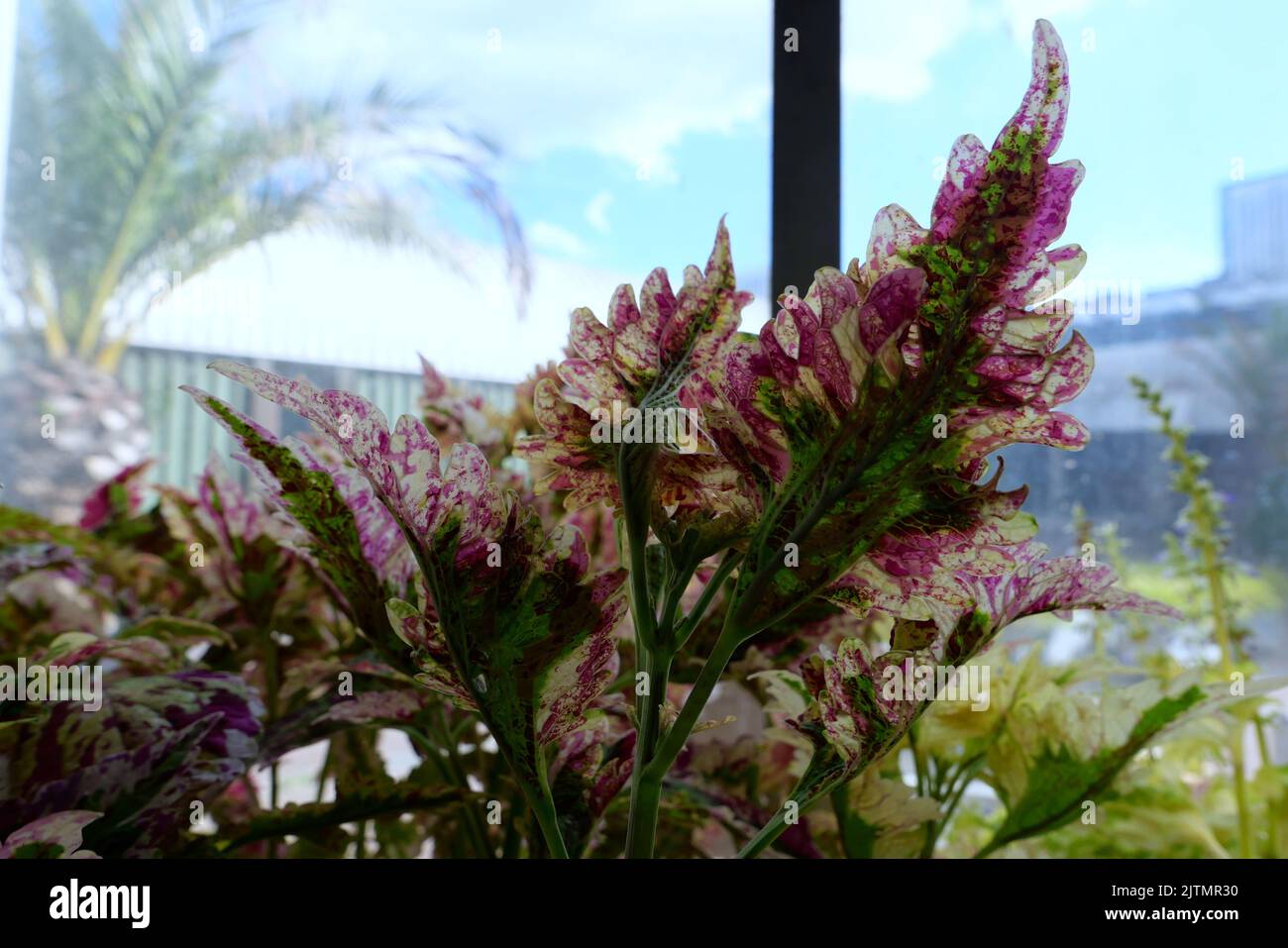 The Conservatory was designed by the Barbican’s architects Chamberlin ...