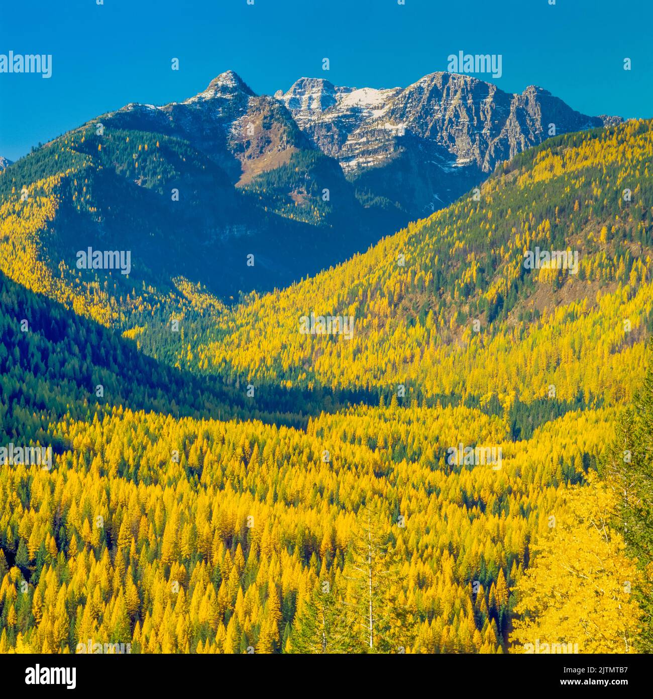 peaks of the mission mountains above autumn larch in the elk creek valley near condon, montana Stock Photo