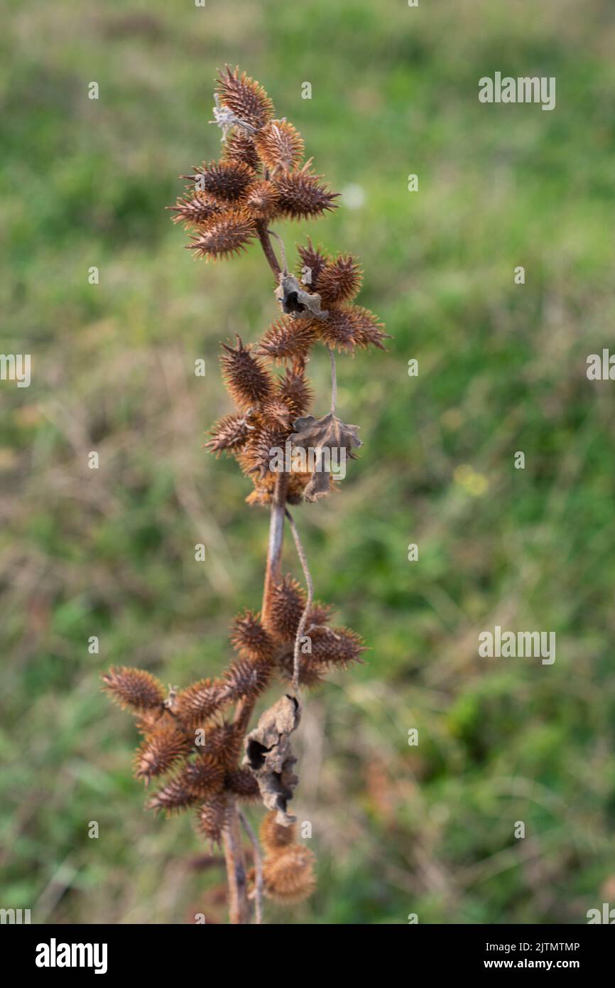 Dry Dipsacus Sativus flowerhead in winter. Stock Photo