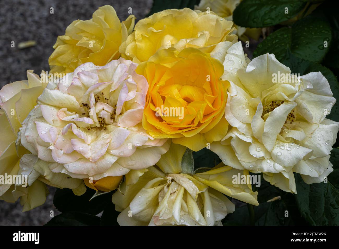 Flowers of ‘Julia Child’ Rose Stock Photo - Alamy