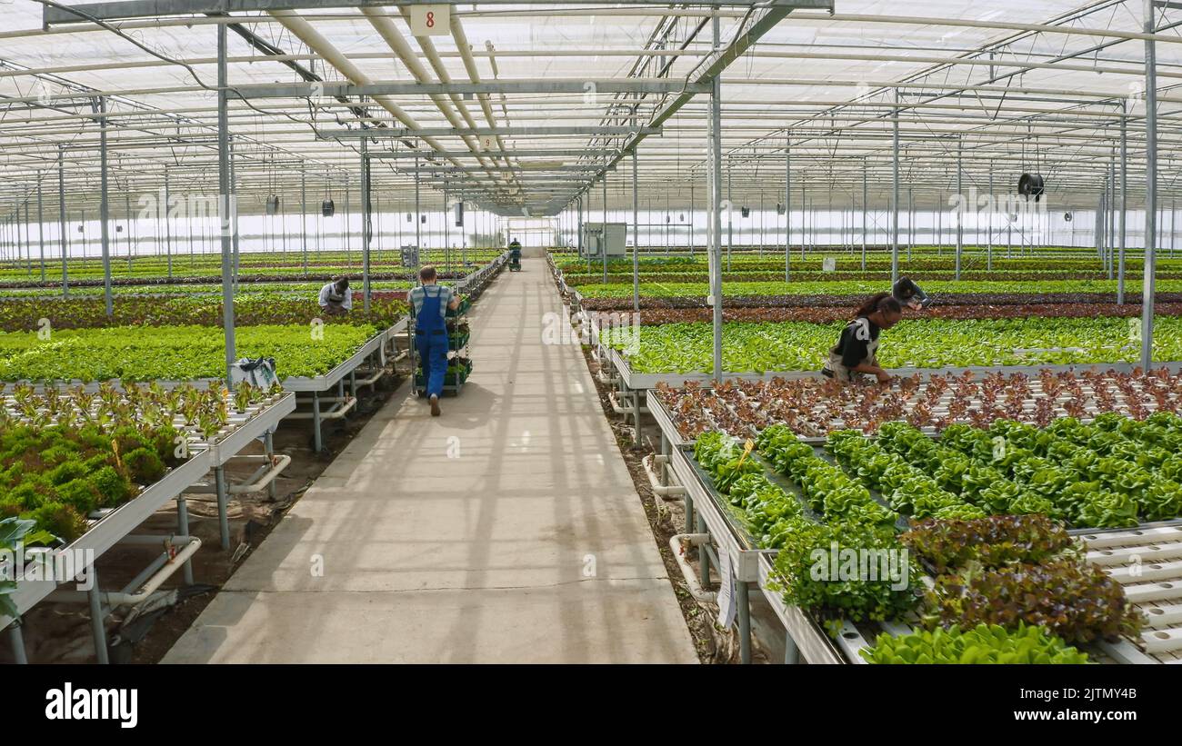 Two diverse greenhouse workers pushing racks with crates of organic
