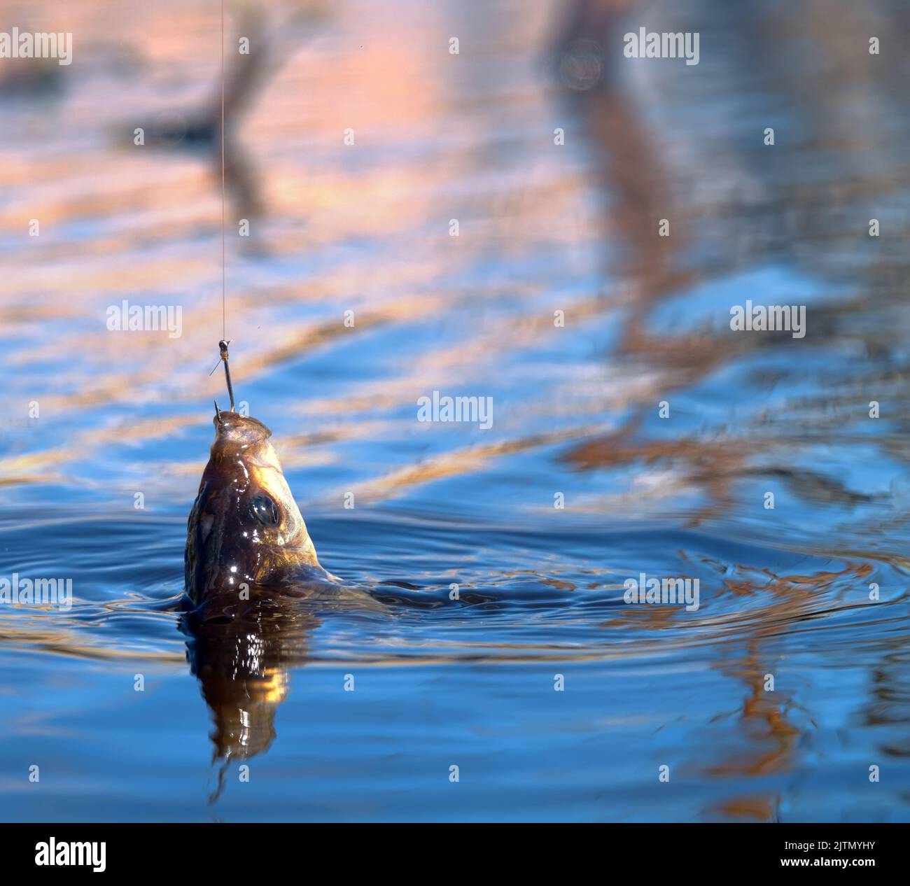 Fishing for carp on a cork float rod. The Northern reservoir and