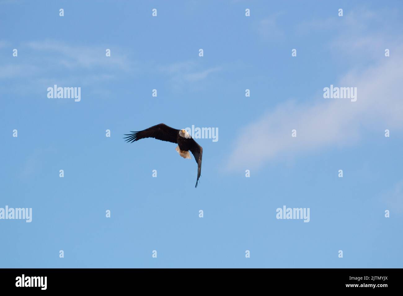 A bald eagle soaring through the sky. Stock Photo