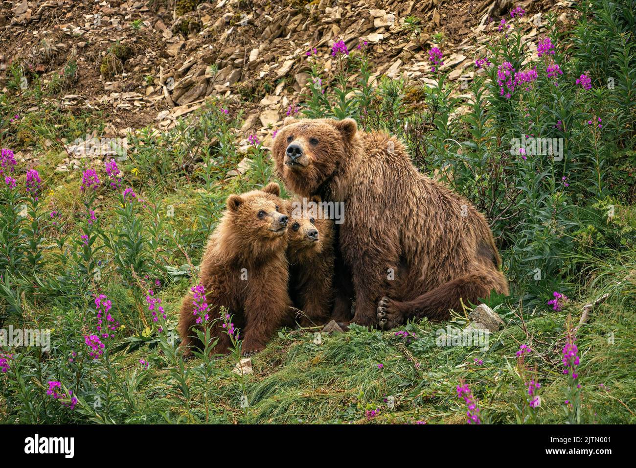 Brown Bear Sow and Cubs Stock Photo - Alamy
