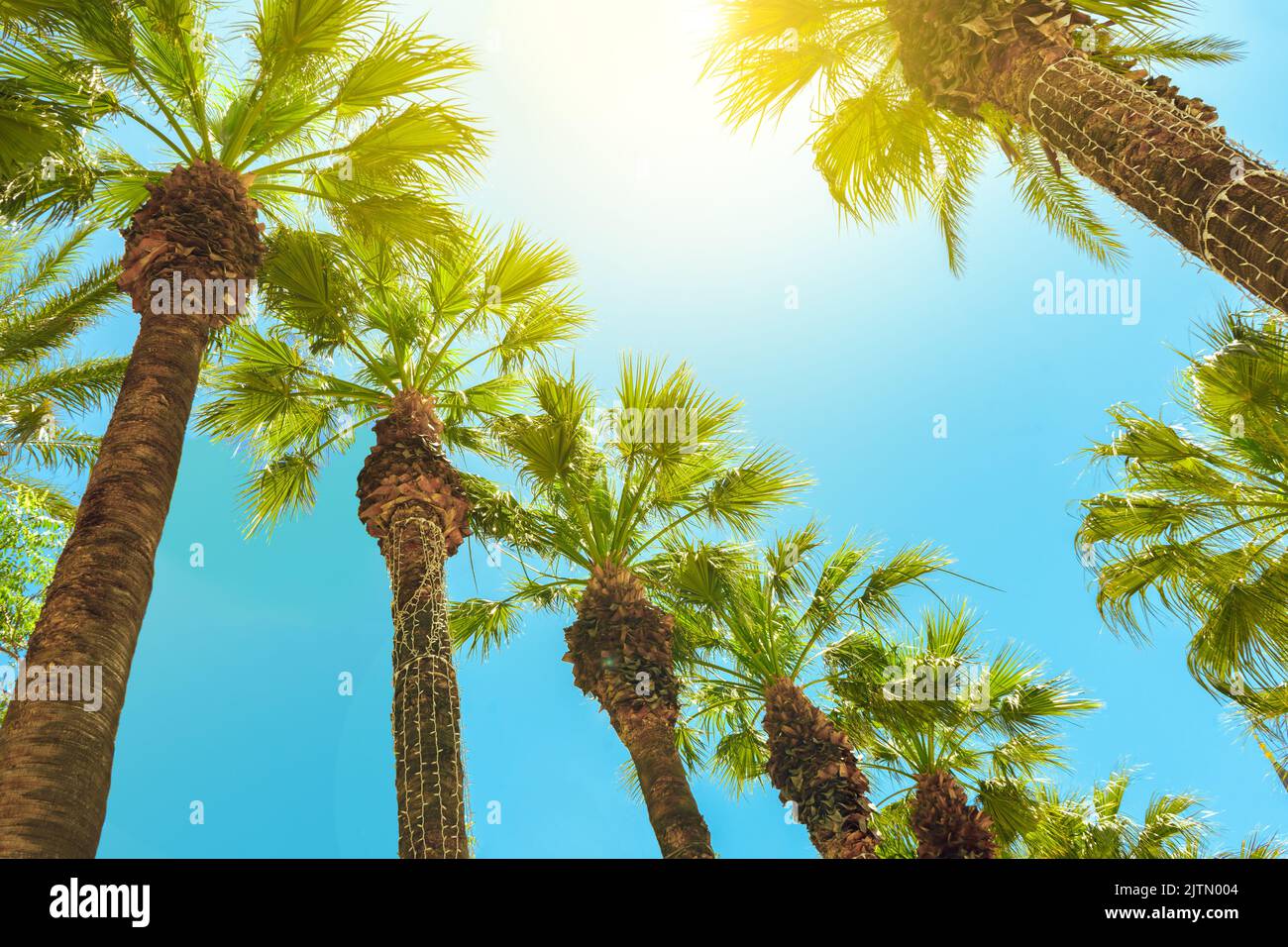 Palm trees against blue sky. low point of view. summer background Stock Photo