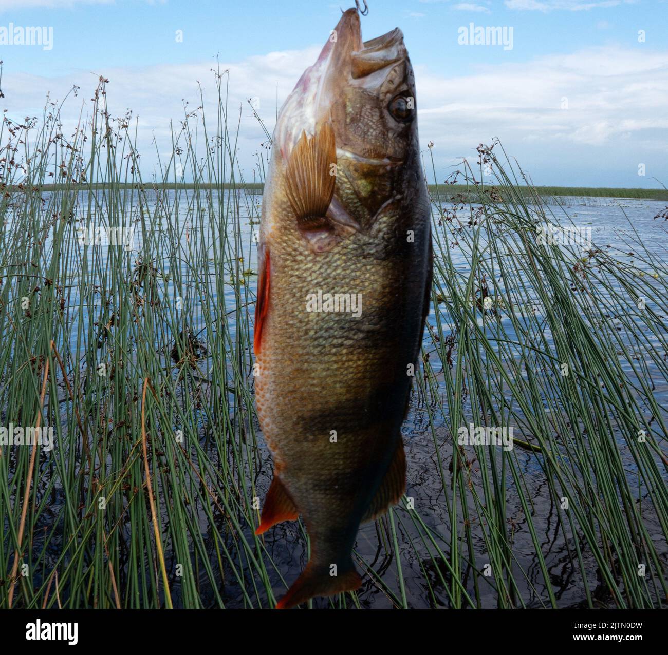 Trophy fishing. This European Perch (rivers perch) weighing 1.2