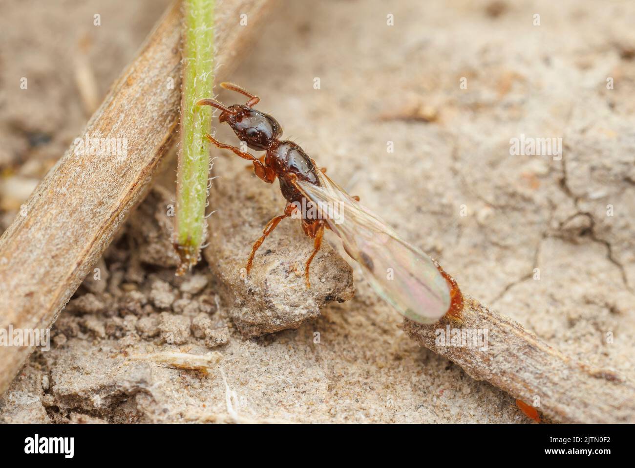 A Cerapachyine Army Ant (Acanthostichus sp.) Queen on a nuptial flight. Stock Photo