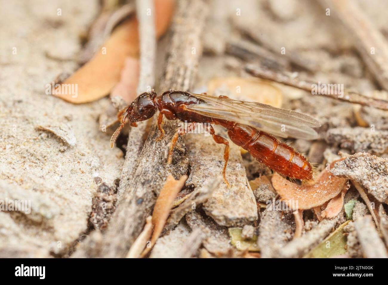 A Cerapachyine Army Ant (Acanthostichus sp.) Queen on a nuptial flight. Stock Photo