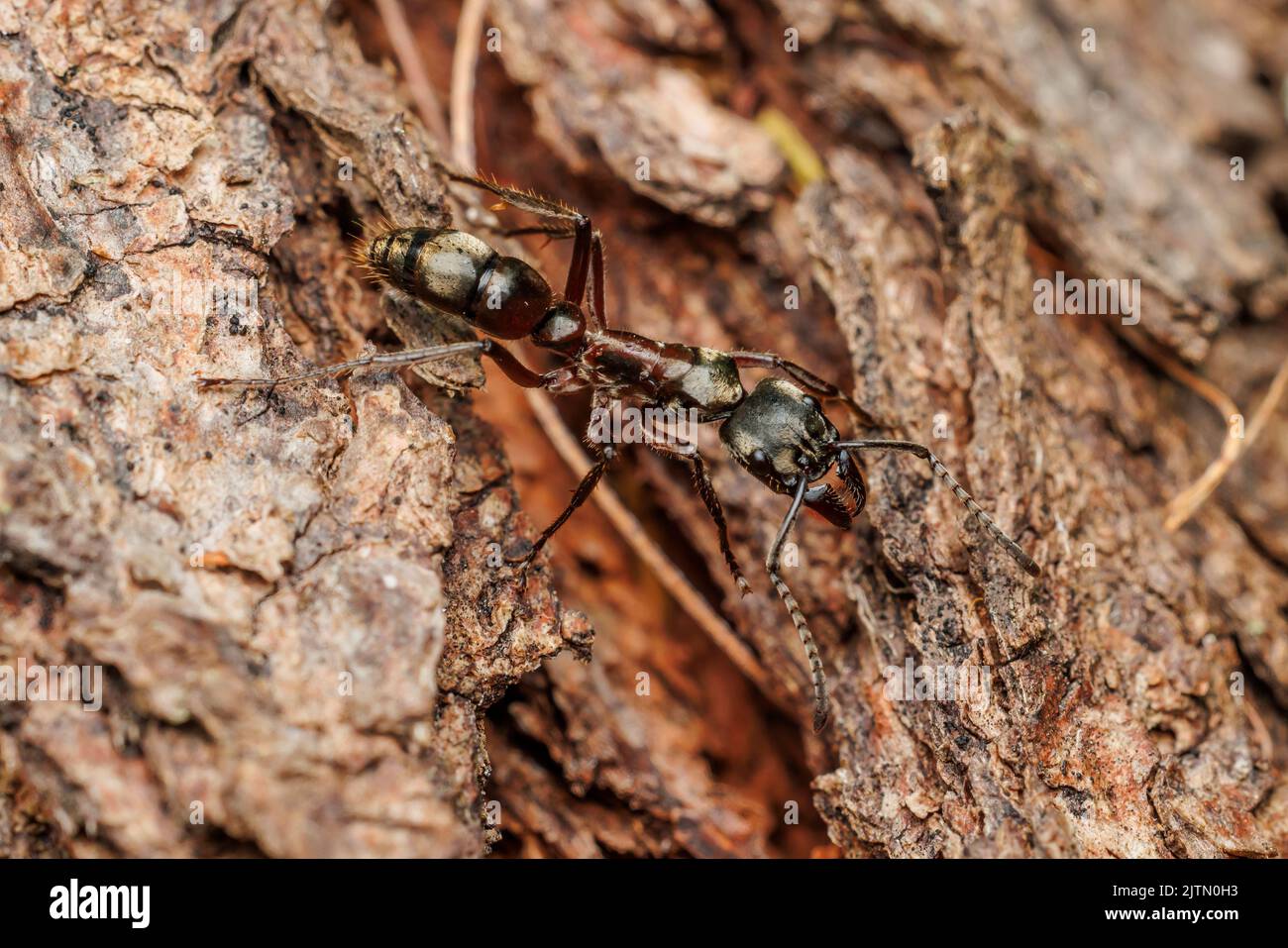 Hairy Panther Ant (Neoponera villosa) Stock Photo