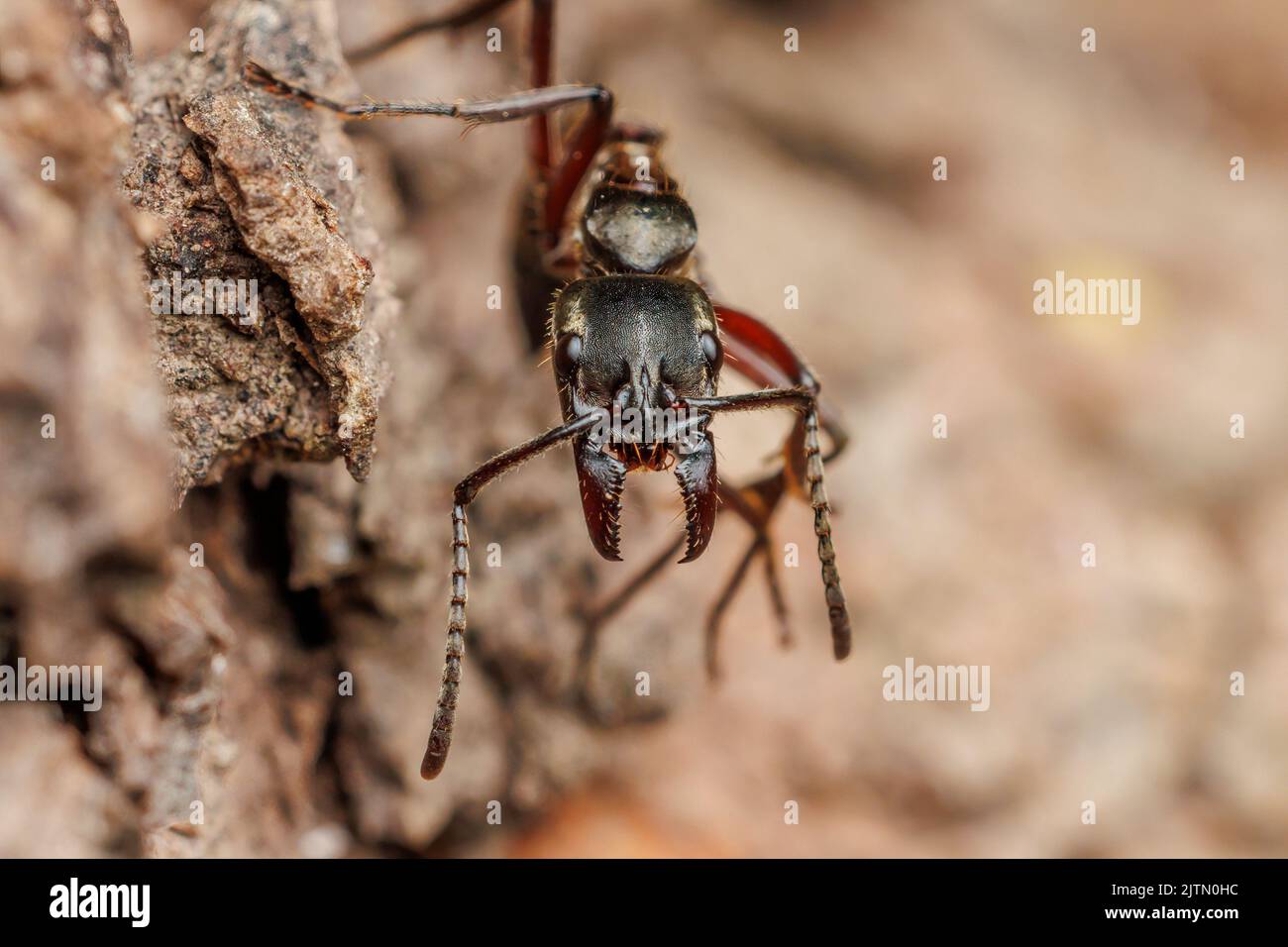 Hairy Panther Ant (Neoponera villosa) Stock Photo